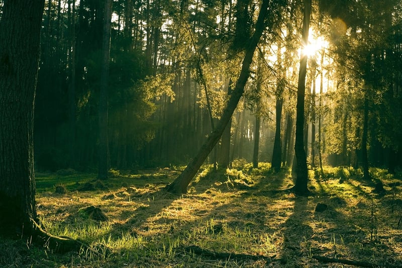Enigmatic Forest of Eldoria
